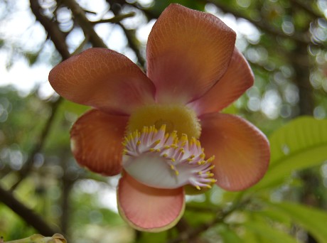 курупита гвианская курупита гвианская