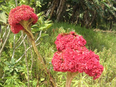 целозия гребенчатая