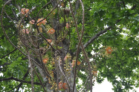 курупита пушечное дерево курупита гвианская