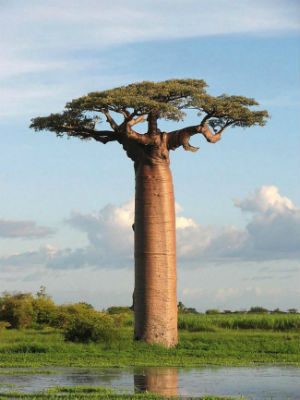 баобаб - самое толстое дерево