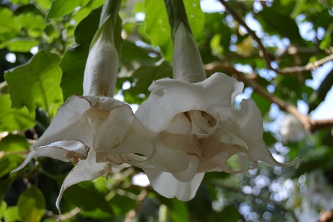 бругмансия белая бругмансия белая