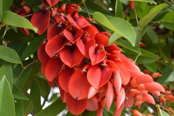 эритрина цветок эритрины