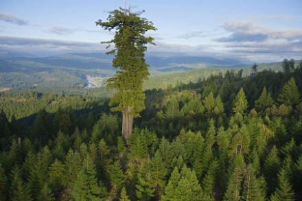 секвойя -самое большое дерево