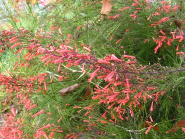 русселия хвощевидная русселия хвощевидная