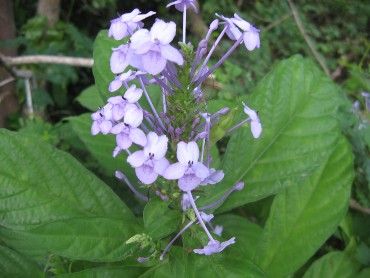 псевдоэрантемум