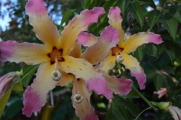 хоризия розовая великолепная хоризия