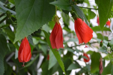 гибискус закрытый гибискус спящий