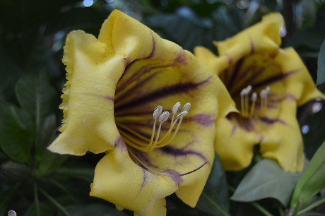 соландра соландра