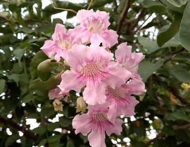 подранея рикасоли подранея рикасоли