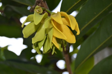 иланг иланг иланг иланг, кананга