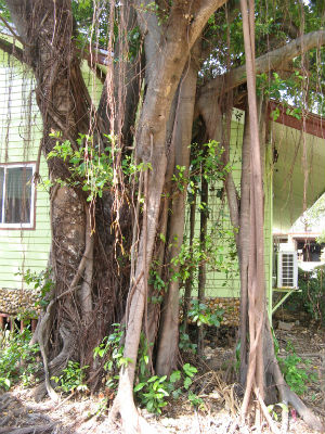 дерево баньян