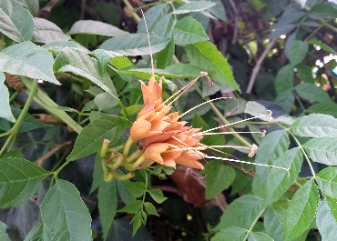 текомария текомария