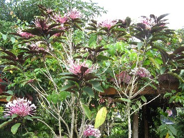 клеродендрум