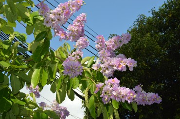 лагерстремия лагерстремия