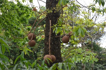 курупита дерево пушечных ядер курупита пушечное дерево