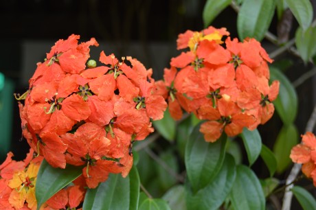 баухинья кока баухинья кока