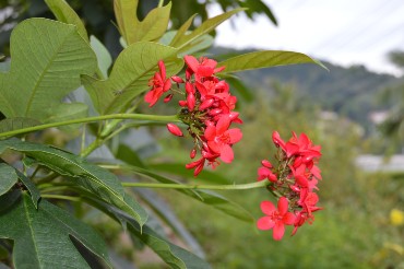 ятрофа ятрофа