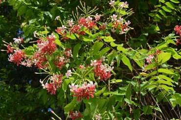 квисквалис квисквалис