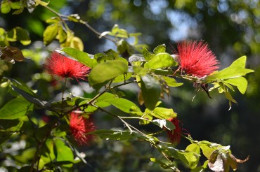 каллиандра каллиандра