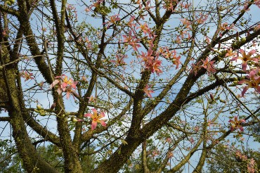 хоризия хоризия