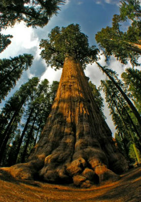 секвойя - самое большое дерево