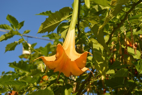 бругмансия желтая бругмансия желтая