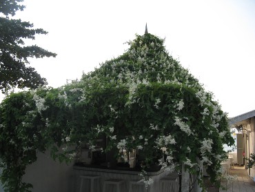 антигонон альба