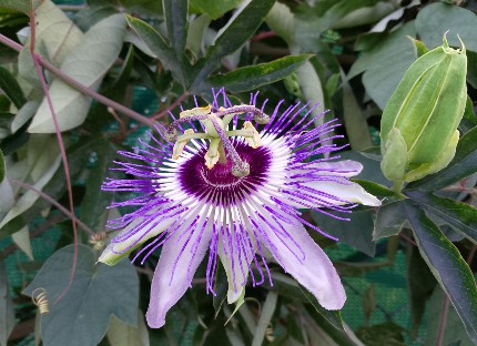 пассифлора пассифлора